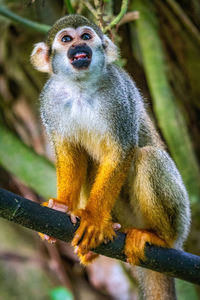 Close-up of monkey sitting on tree