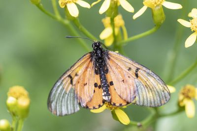 Close-up of butterfly pollinating flower