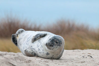 Seal relaxing on sandy beach
