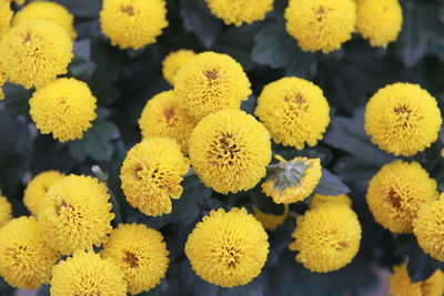 Close-up of yellow flowers blooming outdoors