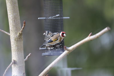 Close-up of bird perching on feeder