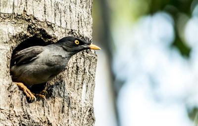 Close-up of bird perching on tree trunk