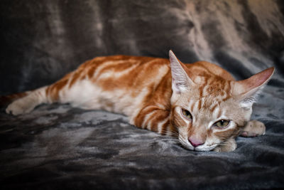 Cat lying down on bed