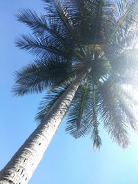 Low angle view of palm tree against clear sky