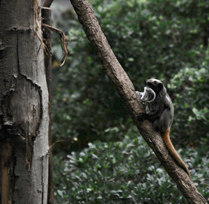 Close-up of bird perching on branch