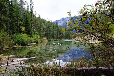 Reflection of trees in lake