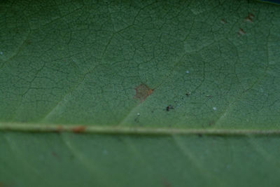 Close-up of insect on leaf