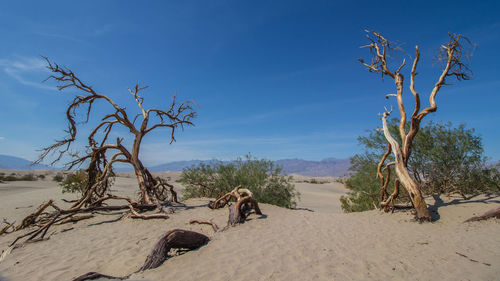 Bare tree on desert against sky