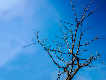 Low angle view of bare tree against blue sky