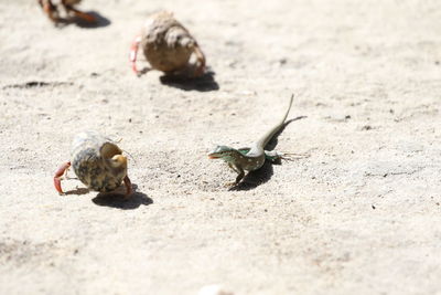 High angle view lizard and hermit crabs