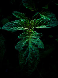 Close-up of fresh green plant