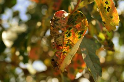 Dry leaf hanging on tree