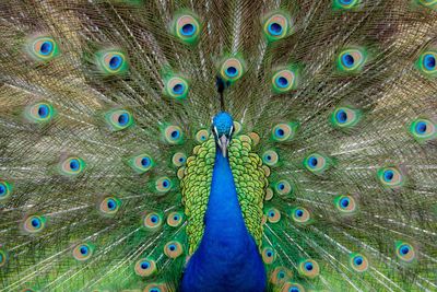 Full frame shot of peacock