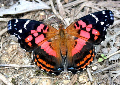 Close-up of butterfly perching on leaf