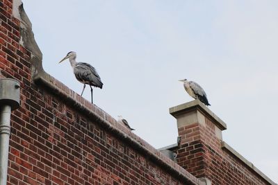 Low angle view of seagulls perching on roof against sky