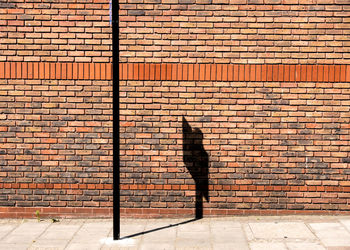 Shadow of cat on wall