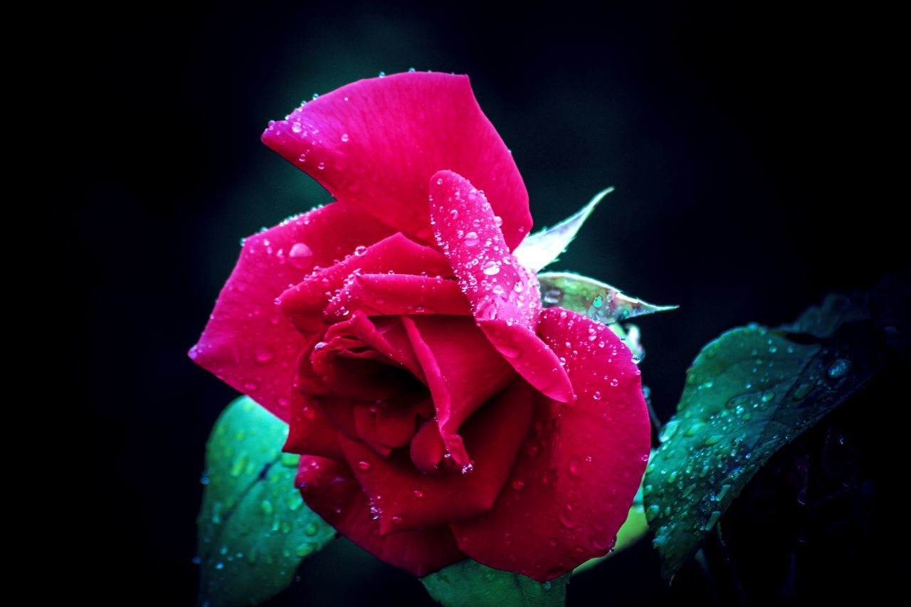 CLOSE-UP OF WATER DROPS ON ROSE