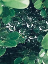 High angle view of raindrops on leaves