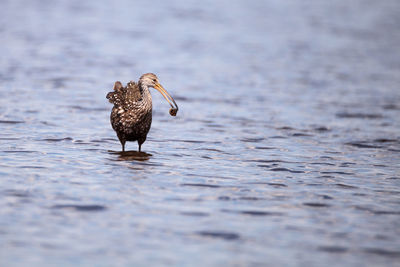 Bird perching on a lake