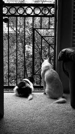 Close-up of cat in cage