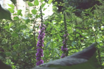 Close-up of purple flower plant