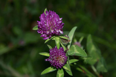 Close-up of purple flowering plant