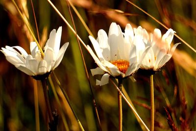 Close-up of white crocus flowers on field