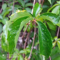 Close-up of wet plant leaves