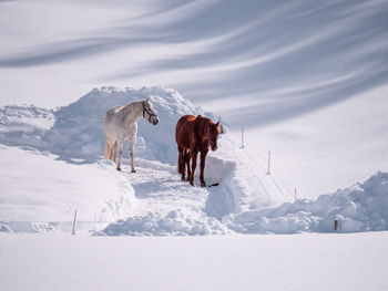 Goats on snow covered landscape
