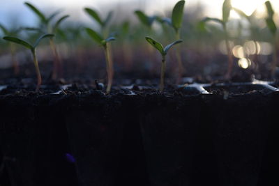 Close-up of plants growing on field