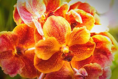 Close-up of flowers