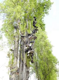 Low angle view of trees against sky