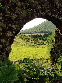 Scenic view of field seen through trees