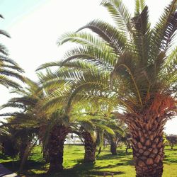 Palm trees against sky