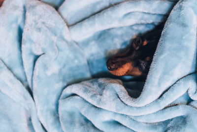 High angle view of dog wrapped in blanket at home