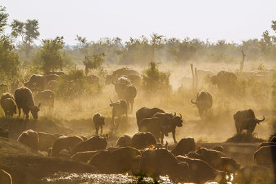 Animals on field during sunset