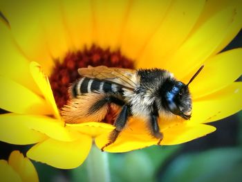 Close-up of bee pollinating on yellow flower