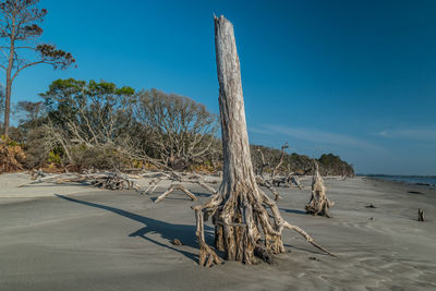 Driftwood on beach against blue sky