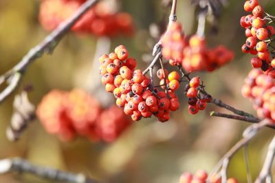 Close-up of red berries growing on tree