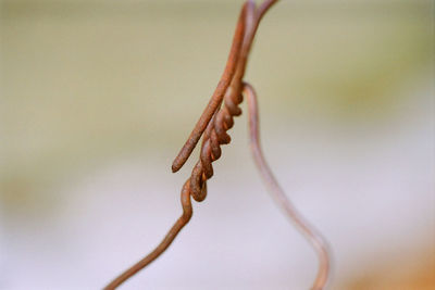 Close-up of wire against blurred background