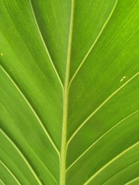 Full frame shot of leaf