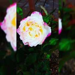 Close-up of pink rose blooming outdoors