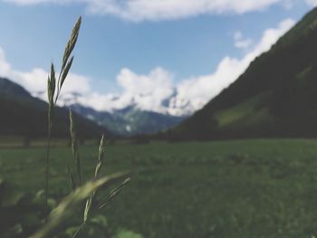 Close-up of corn field against sky