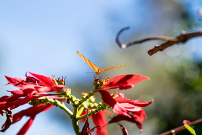 Close-up of butterfly on red flowering plant