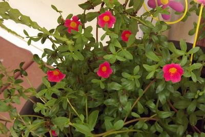 Close-up of pink flowers