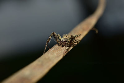 Close-up of insect on twig