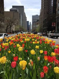 Flowers blooming in city