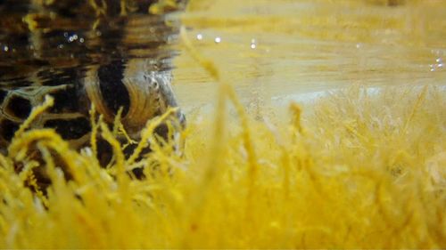 Close-up of yellow reflection in water