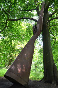 Low angle view of tree trunk