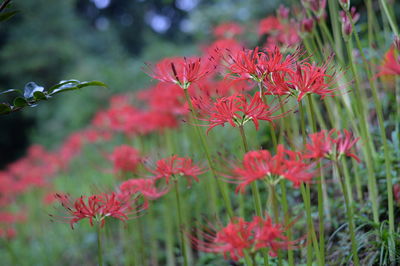 Close-up of red flowering plants